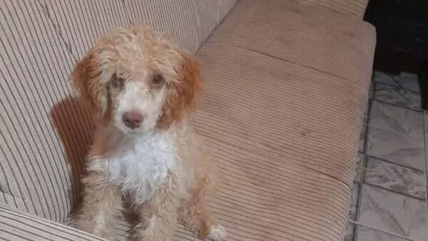 Perrito murió electrocutado: Intervino la Fiscalía y Defensa Animal - SNT