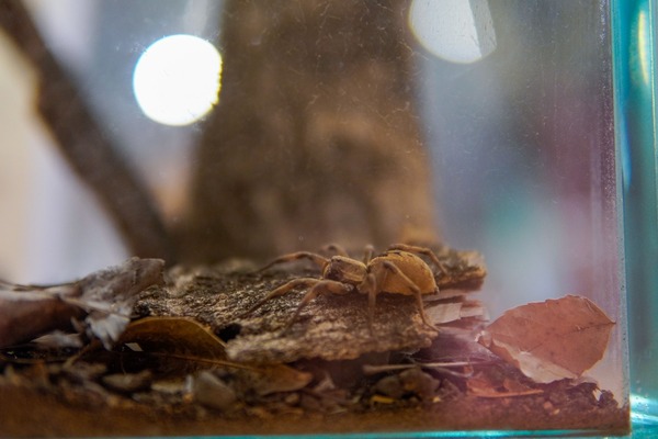 El mundo arácnido llega este sábado 18 a la exhibición "Cháke Bicho" del Museo de Ciencias - .::Agencia IP::.