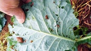 Alto Paraná: Proliferan las plagas sobre los cultivos hortigranjeros