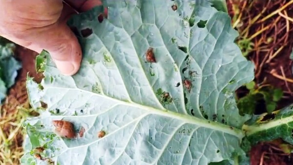 Alto Paraná: Proliferan las plagas sobre los cultivos hortigranjeros