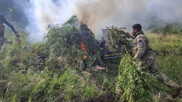 Destruyen más de 5.000 kilos de marihuana oculta en una reserva forestal de Bella Vista Norte