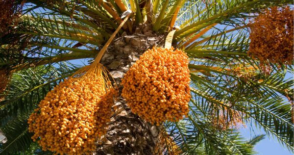 De Israel a Paraguay: producción de dátiles en el Chaco se expande con miras a la exportación - .::Agencia IP::.