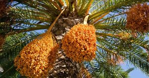 De Israel a Paraguay: producción de dátiles en el Chaco se expande con miras a la exportación - ADN Digital