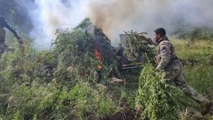 Bella Vista: Destruyen más de 5.000 kilos de marihuana oculta en una reserva forestal