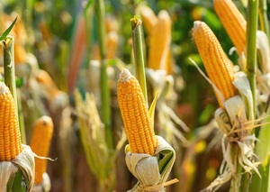 Sigue la caída de exportaciones de maíz - La Tribuna