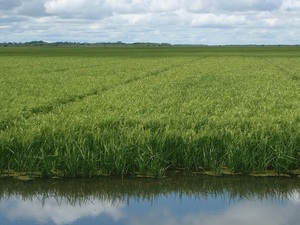 Brasil compraría arroz de Paraguay ante crisis por inundaciones - La Tribuna