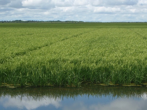Brasil compraría arroz de Paraguay ante crisis por inundaciones - La Tribuna