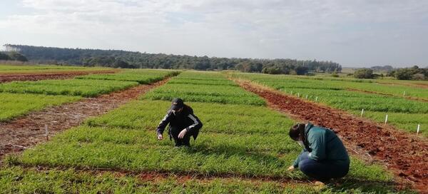 Esperan mejor clima para sembrar trigo en Itapúa - La Tribuna