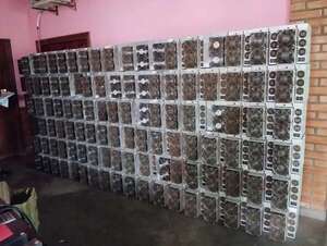 Incautan casi 400 máquinas procesadoras para criptomonedas en Paraguarí - Policiales - ABC Color