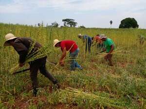 Destacan trascendencia del agricultor, en su día - Economía - ABC Color