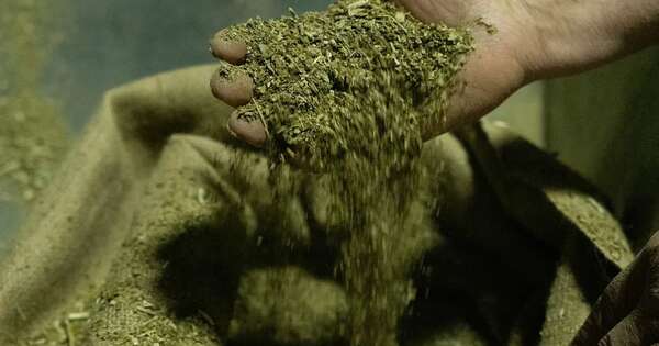 La Nación / Paraguay dejaría de exportar yerba mate a Misiones, Argentina