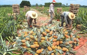 Respaldo a la producción agrícola