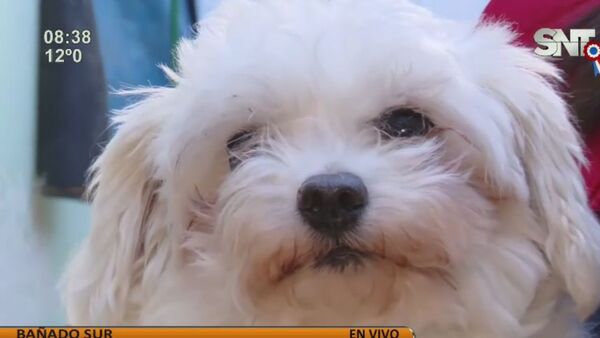 Refugio de animales necesita apoyo de la ciudadanía - SNT