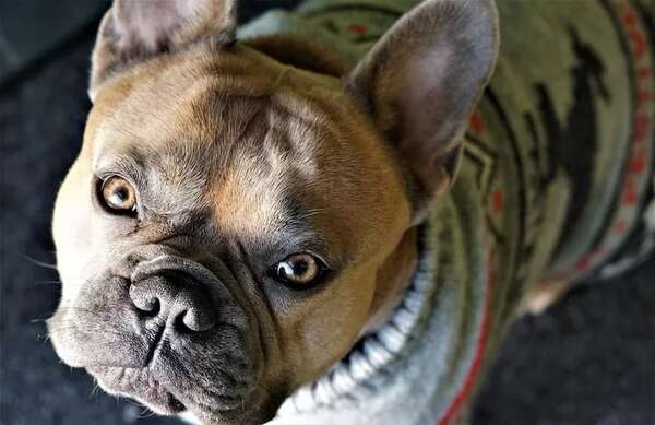 Mascotas: Diez recomendaciones para cuidar a nuestros perros en esta época del año - Mascotas - ABC Color