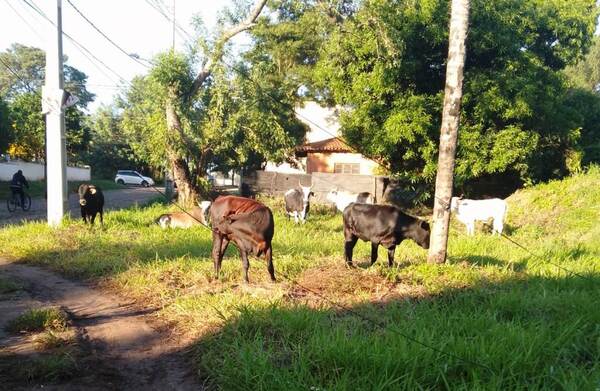 Vacas se adueñan de autopista y reciben a viajeros del aeropuerto •