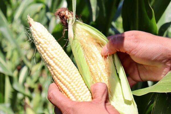 El MAG monitorea riesgos a la producción agrícola por bajas temperaturas • PARAGUAY TV HD