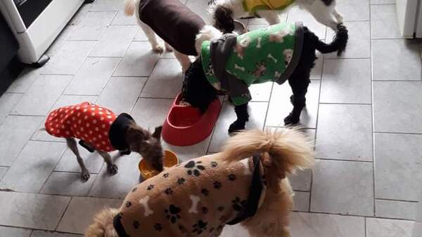 Peluditos la rompen con sus pintorescos looks anti ro’y