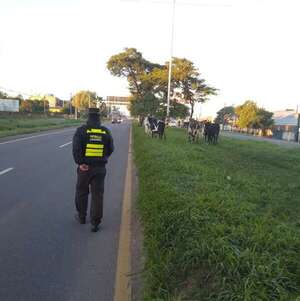 Animales sueltos ocasionaron el 14% de los accidentes el año pasado - Nacionales - ABC Color