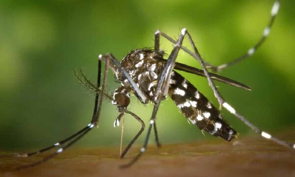 Muerte de una adolescente por dengue grave causa conmoción en Concepción – Prensa 5