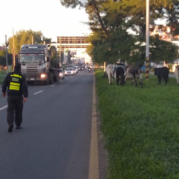 Sanciones para propietarios de animales sueltos en rutas, un riesgo que persiste