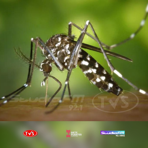 MUERTE DE UNA ADOLESCENTE POR DENGUE GRAVE CAUSA CONMOCIÓN EN CONCEPCIÓN - TVS