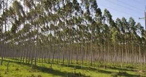 La Nación / Destacan el potencial de Paraguay para ser epicentro de la inversión forestal