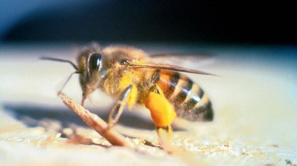 Las abejas polinizan más del 70% de alimentos que consume el ser humano; piden su protección