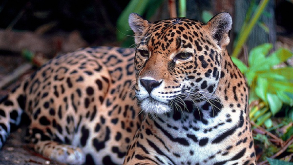 Biólogos impulsan un plan para salvar al yaguareté en el Gran Chaco argentino