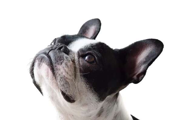 Cómo afectan los parásitos internos a las mascotas - Mascotas - ABC Color
