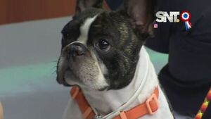 Consultorio para peluditos: Síndrome braquiocefálico - SNT