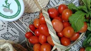 La mejor oferta de tomate se encuentra hoy en Fernando de la Mora - Nacionales - ABC Color