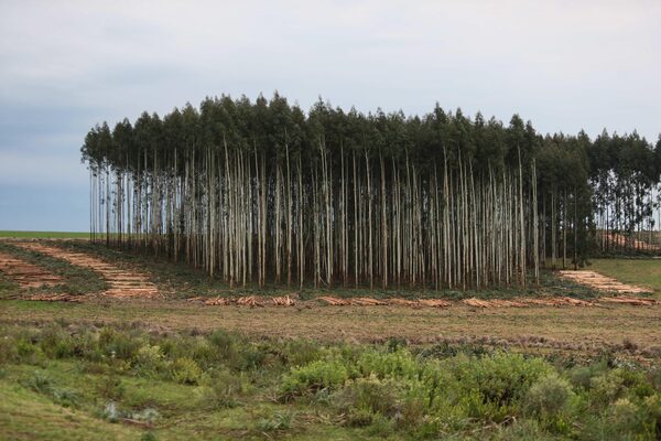 Ven potencial del sector forestal para generar ingresos