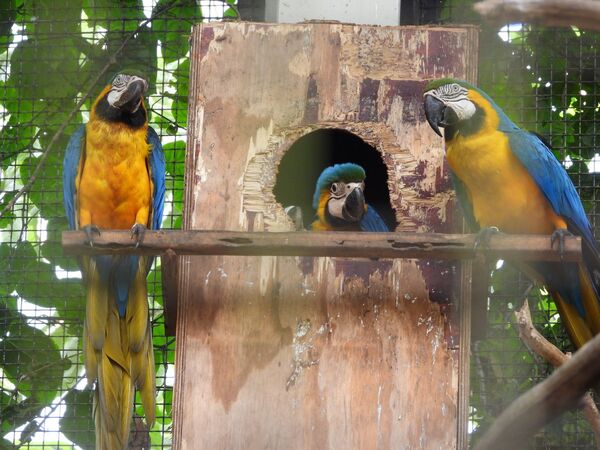 Nacen cinco ejemplares de guacamayo en el Centro Ambiental de Itaipu - .::Agencia IP::.