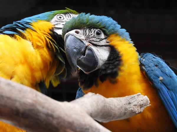 Nacen cinco ejemplares de guacamayo en el Centro Ambiental Tekotopa de Itaipú - El Independiente