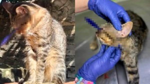 Maltrato animal: Con dardo perforan el ojo a un gato y buscan al responsable