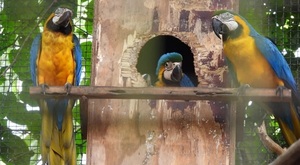 Cinco nuevos guacamayos colorean el Centro Ambiental Tekotopa de Itaipú