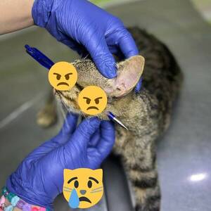 Buscan al responsable: revientan el ojo de un gato de un flechazo