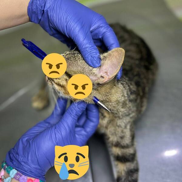 Buscan al responsable: revientan el ojo de un gato de un flechazo