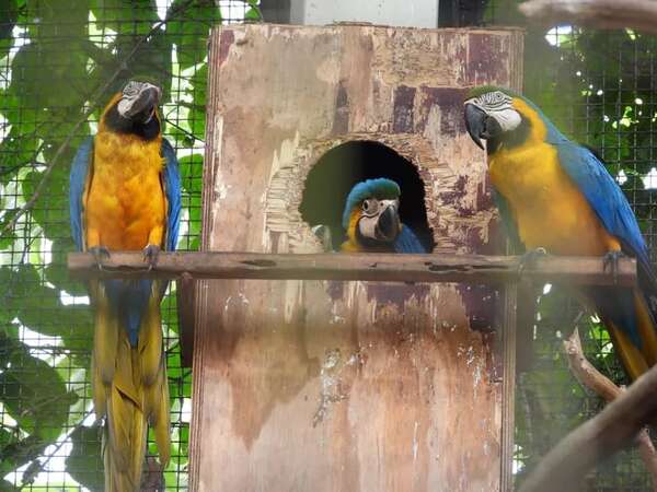 Nacen cinco ejemplares de guacamayo en el centro ambiental de Hernandarias - ABC en el Este - ABC Color