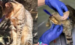 Maltrato animal: Con dardo perforan el ojo a un gato y buscan al responsable – Prensa 5