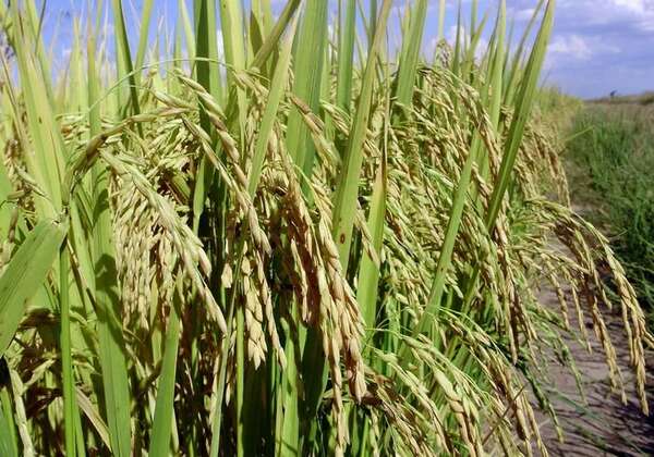 Efecto inundaciones: Brasil elimina aranceles aduaneros para importación de arroz - Mundo - ABC Color
