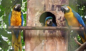 Nacen cinco ejemplares de guacamayo en el Centro Ambiental de Itaipu – Prensa 5