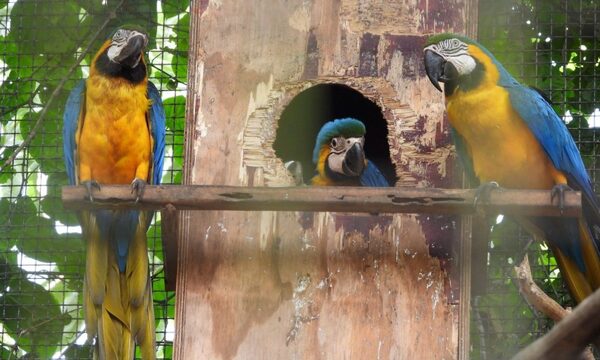 Nacen cinco ejemplares de guacamayo en el Centro Ambiental Tekotopa de ITAIPU