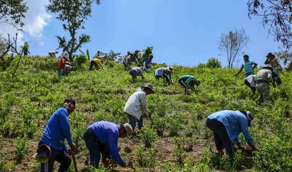 Bolivia declara a una de sus principales reservas naturales “libre de cultivos de coca” - Mundo - ABC Color