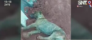 Varios canes presentaron convulsiones en Canindeyú - SNT