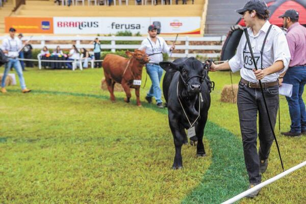 Raza brangus lidera en los índices de volumen ganadero