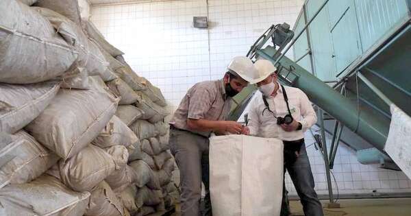 Diario HOY | Productores rechazan críticas argentinas a la yerba paraguaya