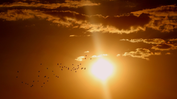El campo magnético del Sol se origina sorprendentemente cerca de la superficie