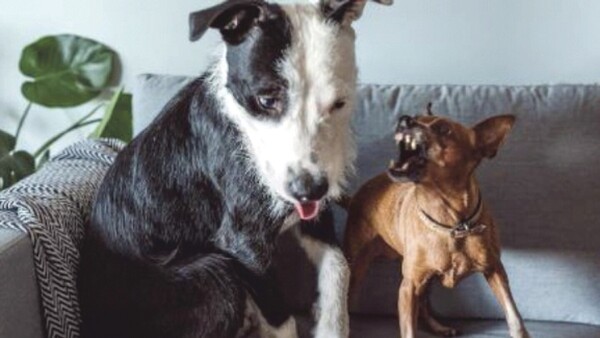 “El perro de mi señora busca pleito con el mío y tenemos problemas”