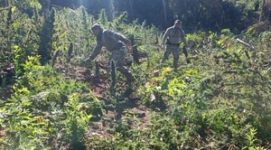 Fiscal allana inmueble y detecta plantación de presunta marihuana